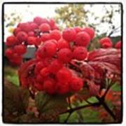 Viburnum Opulus Fruit  #red #plant Art Print