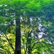 Vine Maple Afternoon Light #trees Art Print