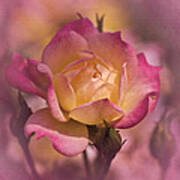 Vintage Miniature Rose No. 1 Art Print