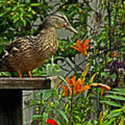 Visitor To The Feeder Art Print