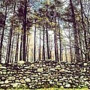 Wall And Forest In Cumbria Art Print