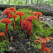 Waxcap Mushrooms Connecticut Art Print