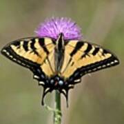 #westernswallowtail #butterfly #yellow Art Print