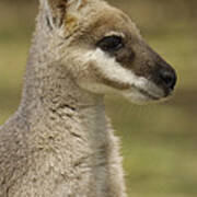 Whiptail Wallaby Macropus Parryi Art Print