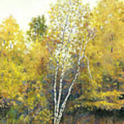 White Birch Art Print