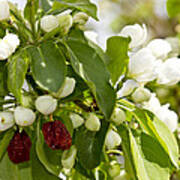 White Blossoms And Fruit Art Print