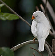 White Finch Art Print