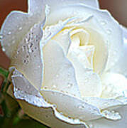 White Rose 005 Art Print
