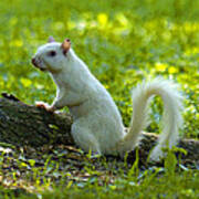 White Squirrel Art Print