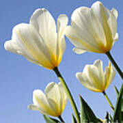 White Tulips Reaching For The Sun And Sky Art Print