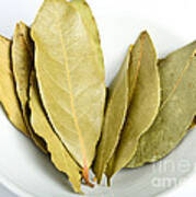 Whole Bay Leaves Art Print