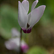 Wild Cyclamen Art Print