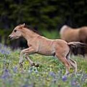 Wild Mustang Foal In Flowers Art Print