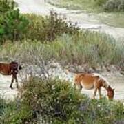 Wild Spanish Mustangs Of The Outer Banks Of North Carolina Art Print