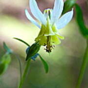 Wild Yellow Columbine Art Print