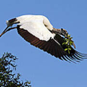 Wood Stork Art Print