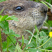 Woodchuck Art Print