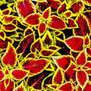 Yellow And Red Leaves Art Print