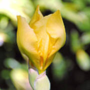 Yellow Iris Bloom Art Print