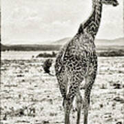 Young Giraffe Strolling Around Art Print
