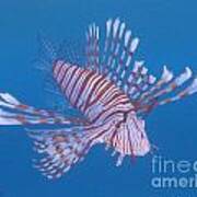 Zebra Lionfish Art Print