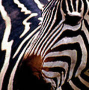 Zebra Photo Art Art Print