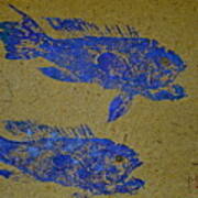 Black Sea Bass - Rockfish Art Print
