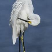 Preening Snowy Egret Art Print