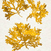 Gold Seaweed Art Delesseria Alata Art Print