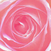 A Pink Rose  #1 Art Print