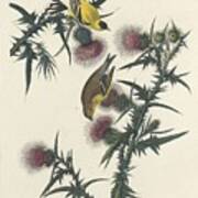 American Goldfinch #1 Art Print