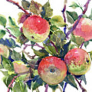 Apple Tree #1 Art Print