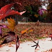 Autumn Wind Art Print