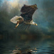 Bald Eagle Swooping #1 Art Print