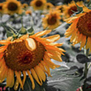 Beautiful Sunflower Field In South Carolina #1 Art Print