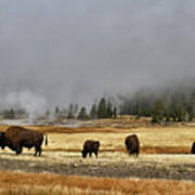 Bison At Old Faithful #1 Art Print