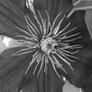 Black And White Clematis #1 Art Print