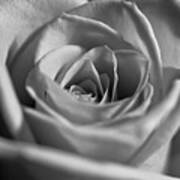 Black And White Rose #1 Art Print
