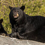 Black Bear Family #1 Art Print