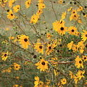 Black-eyed Susans #1 Art Print