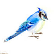 Blue Jay #1 Art Print