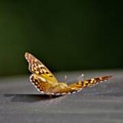 Butterfly On My Car5 #1 Art Print