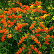 Butterfly Weed - Oxeye #1 Art Print