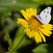 Cabbage White Butterfly Art Print