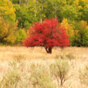 Autumn Art Print