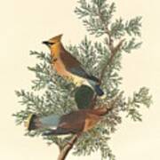 Cedar Bird #1 Art Print