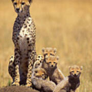 Cheetah Family #1 Art Print