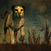 Cheetah Hunting During The African Night #1 Art Print