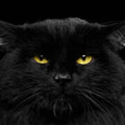 Close-up Black Cat With Yellow Eyes Art Print
