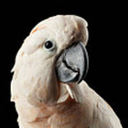 Closeup Head Of Beautiful Moluccan Cockatoo, Pink Salmon-crested Parrot Isolated On Black Background Art Print